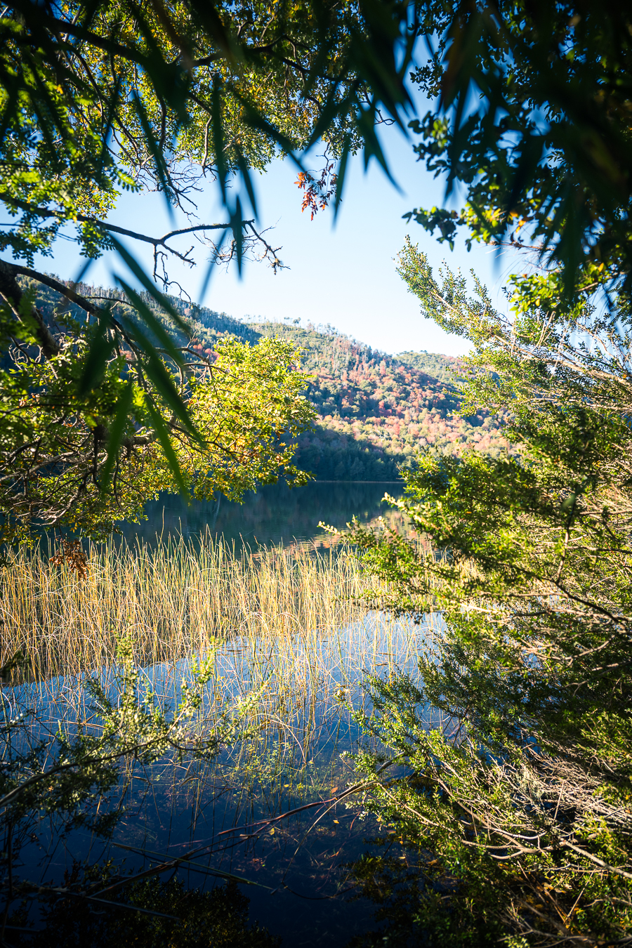 Bosque y agua vistos desde la sombra